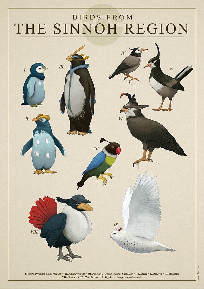 A vintage-style poster showing some bird Pokémon from gen IV in a realistic style, accompanied by labels.