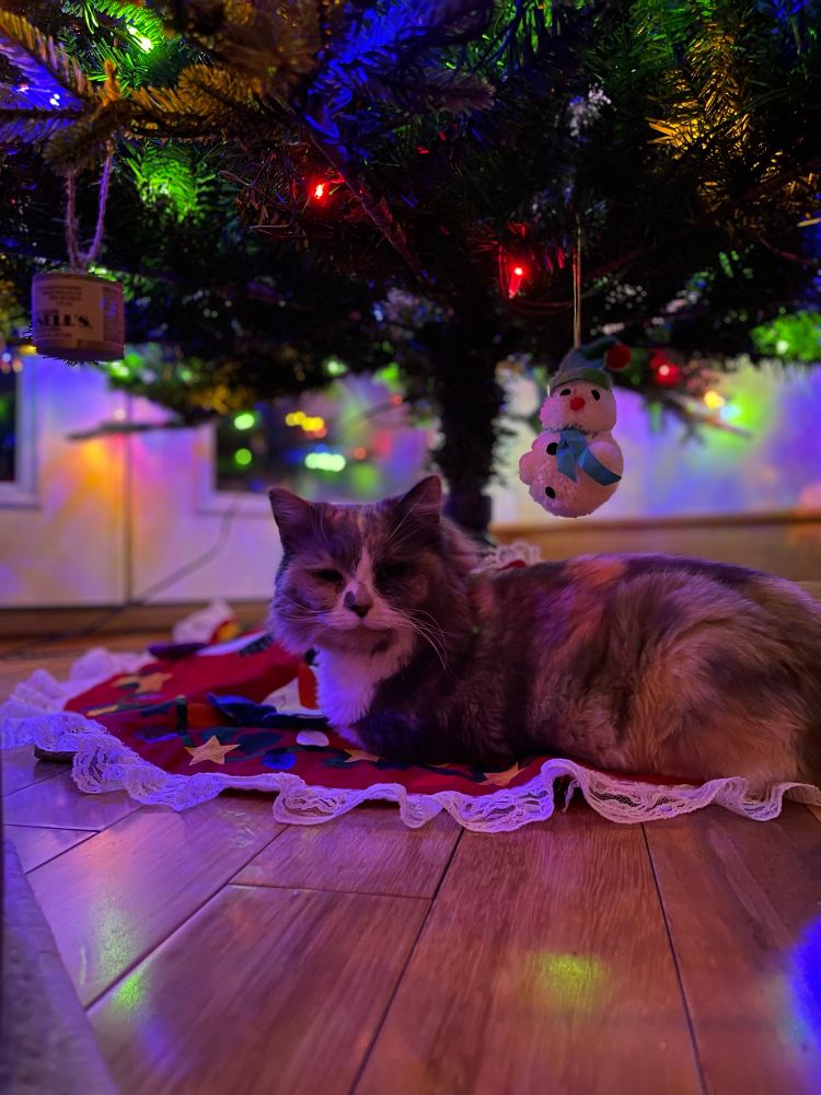 The most perfect cat poses under our Christmas tree. A snowman and a small tin of Fussell’s cream (ornaments) hang from the lower branches.