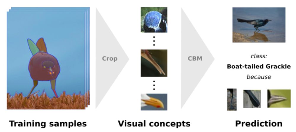Image for "DCBM: Data-Efficient Visual Concept Bottleneck Models"