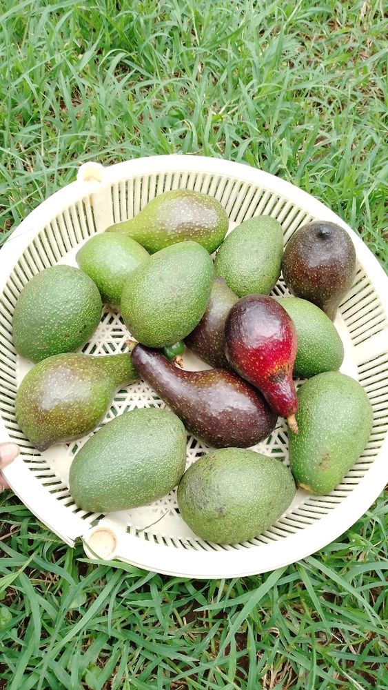 Pictures of avocados harvested from my garden in a plastic rack.