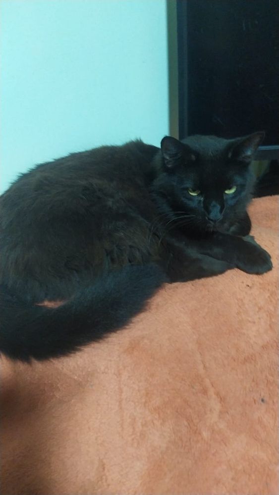 Foto do Ambrose no cobertor laranja dele 