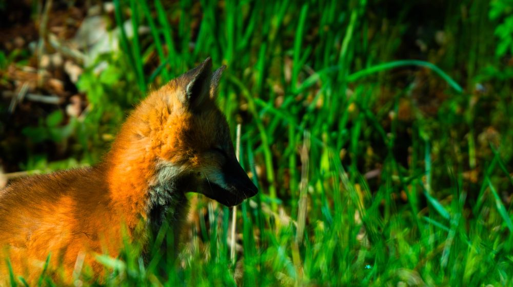 A fox kit looking to the right. The new photo