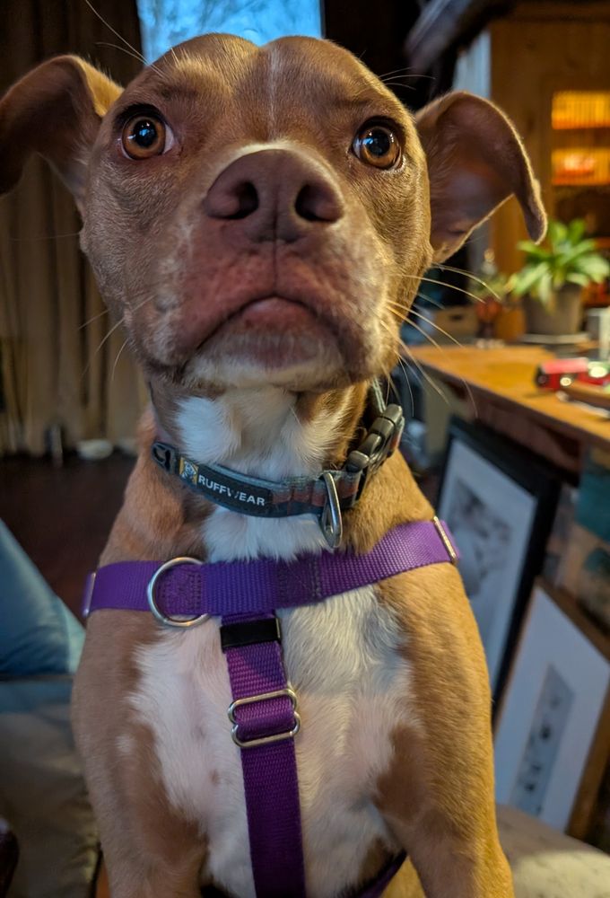 Photo of a brown pibble dog with a purple harness asking if his mom has voted (she has).