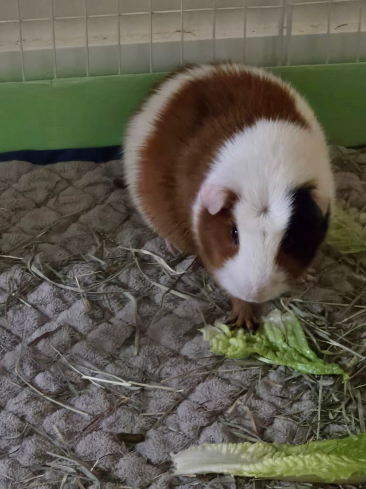 A white, brown and black guinea pig eating lettuce leaves.