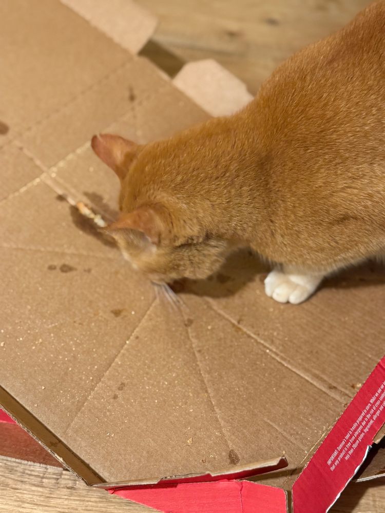 Ginger cat licking pizza box 