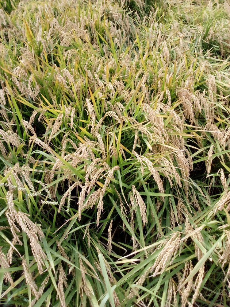 たわわに実った黄金色の稲