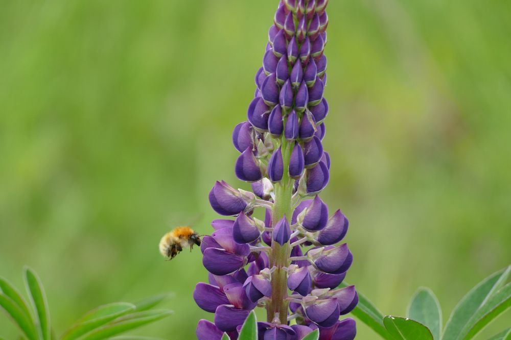 A colour photo of a jersey carder Bumblebee flying by a purple lupin flower stalk