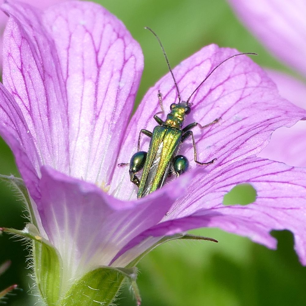 a colour photo of a pink hardy geranium with an green metallic thick-legged flower beetle on one petal