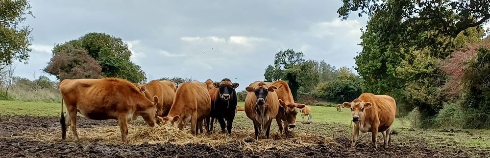 a colour landscape of brown Jersey cows in a filed eating hay, with trees and grey clouds in the background