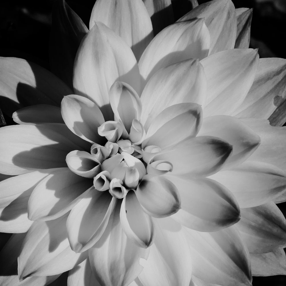 a close up black and white photo of a multi-petalled white dahlia in full bloom, with shadows in the top left corner 