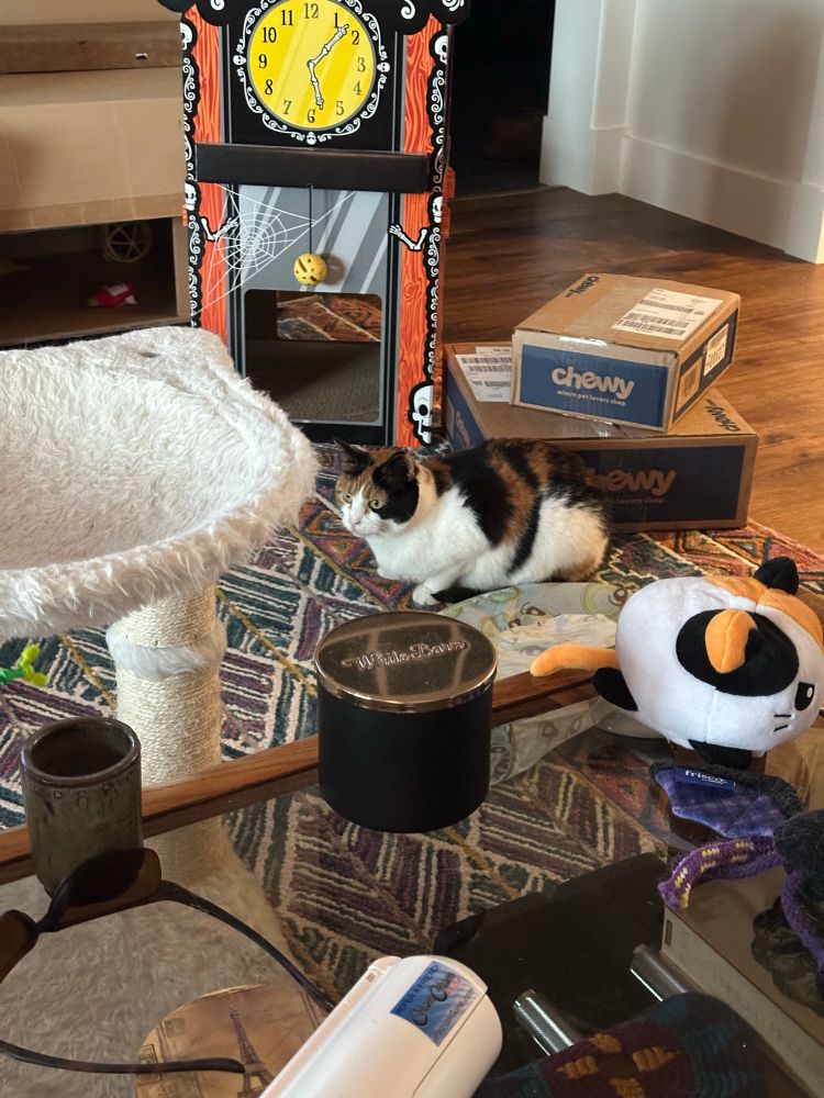 A calico cat crouches on a colorful carpet. She is surrounded by chewy boxes, a clock tower scratcher a big cardboard box