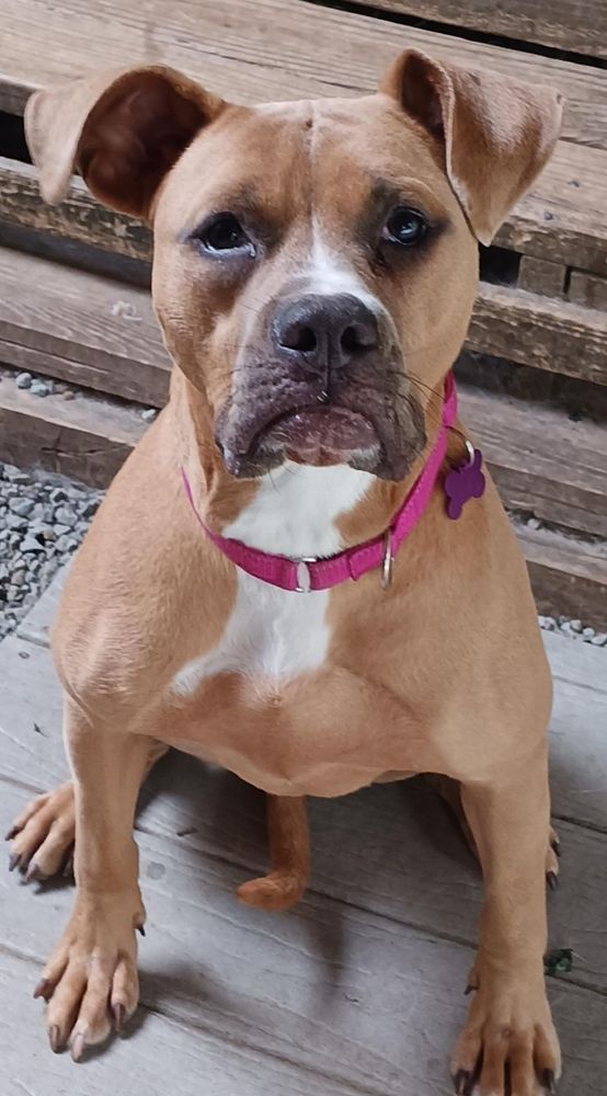 Maple is a Young Pit Bull Terrier mix described as: Affectionate, Athletic, Curious, Playful, Loyal, Loves, Gentle, Funny, Friendly, Quiet and Smart