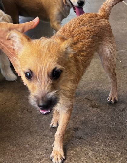 Gomi is a Baby Terrier mix