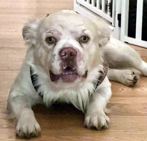 Zane is a Adult French Bulldog mix
