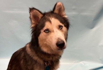 Denali is a Adult Siberian Husky mix