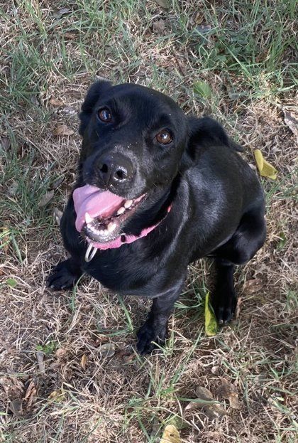 Spring is a Adult Terrier mix