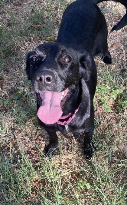 Spring is a Adult Terrier mix