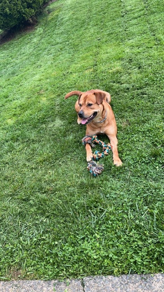 Rocky is a Adult Pit Bull Terrier mix