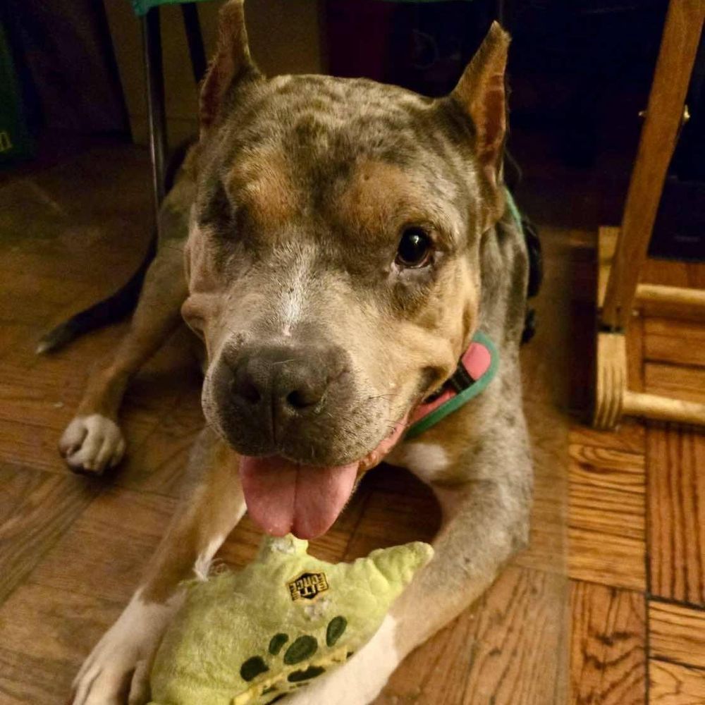 One-eyed Oddie is a Adult Pit Bull Terrier  described as: Affectionate, Funny, Quiet, Smart, Gentle, Athletic, Couch, Curious, Playful, Loyal, Independent, Loves and Friendly