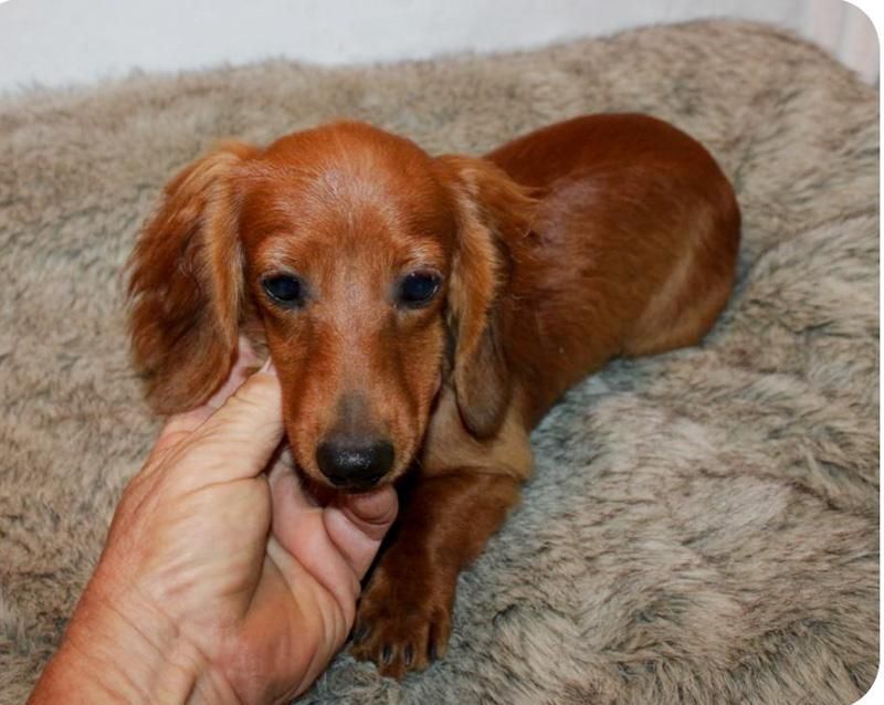 Finn is a Young Dachshund  described as: Affectionate, Friendly and Playful