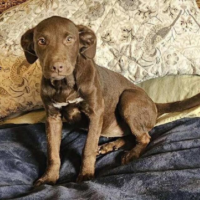 Hannah is a Baby Mixed Breed 