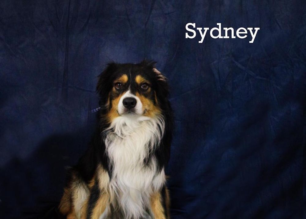 Sydney is a Young Australian Shepherd 