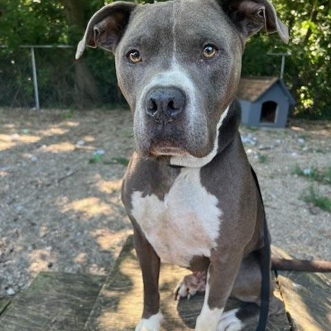 Mowgli is a Adult Pit Bull Terrier  described as: Affectionate, Friendly, Loyal, Sweet and Loves