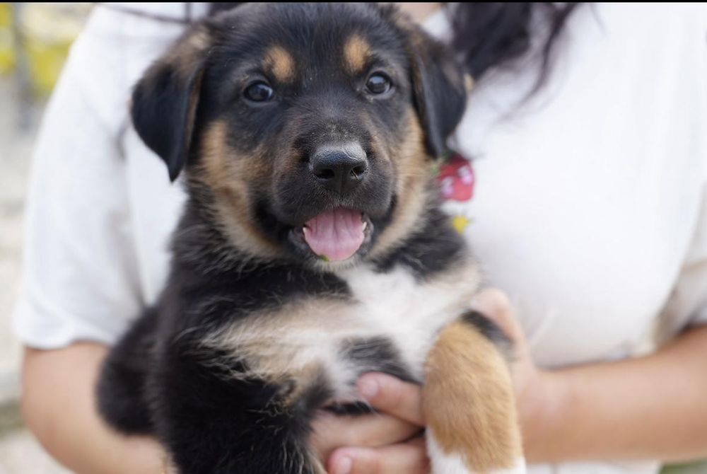 Oregano is a Baby Shepherd mix described as: Affectionate, Friendly, Funny and Playful