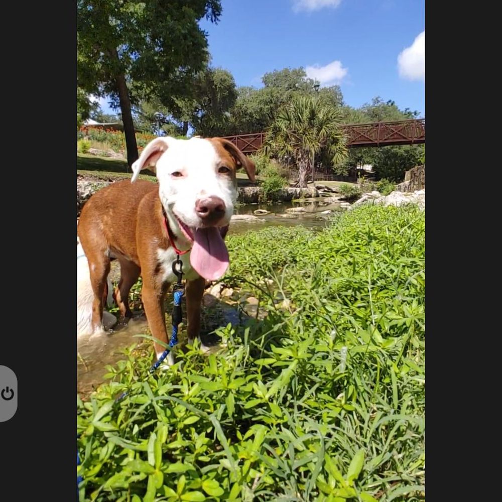 Blink is a Young Terrier mix described as: Affectionate, Loyal, Friendly, Smart and Funny