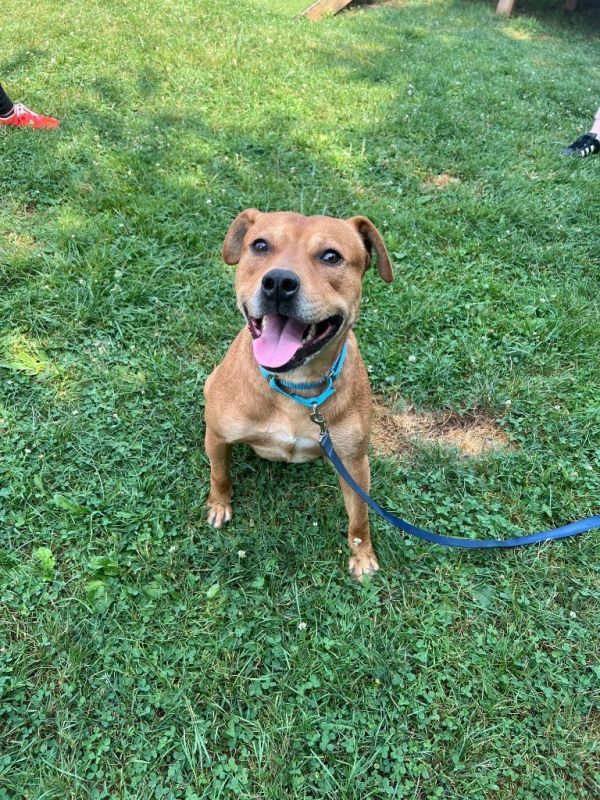 Rocky is a Adult Pit Bull Terrier mix
