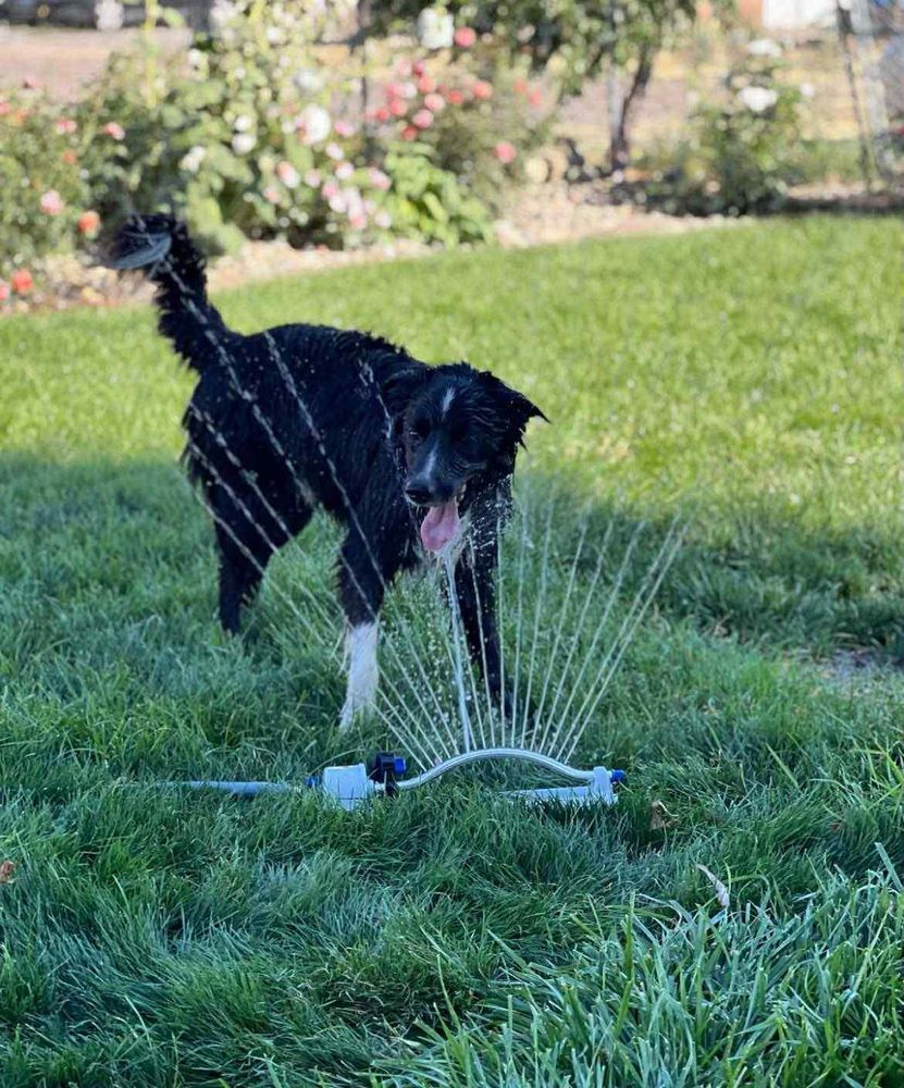 Ozzy is a Adult Border Collie 