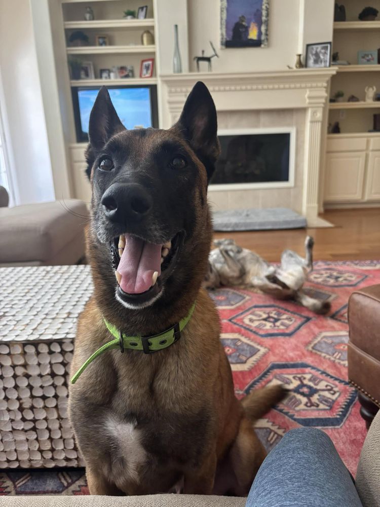 Panda is a Adult Belgian Shepherd / Malinois  described as: Friendly, Gentle, Loyal, Playful, Smart, Couch, Loves, Independent and Quiet