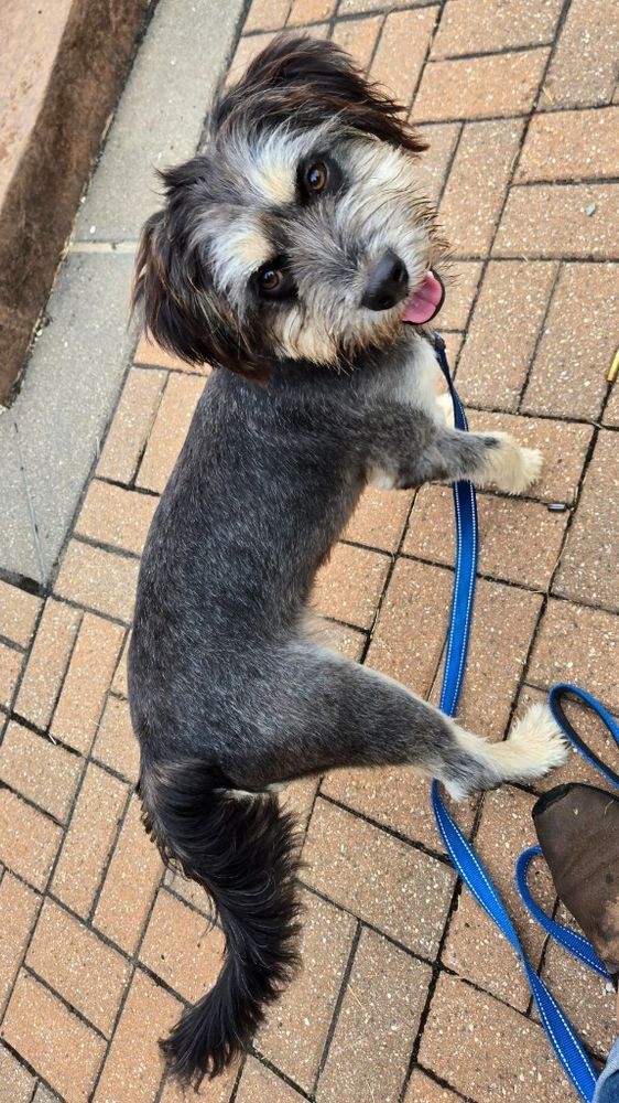 Ernest is a Young Terrier mix