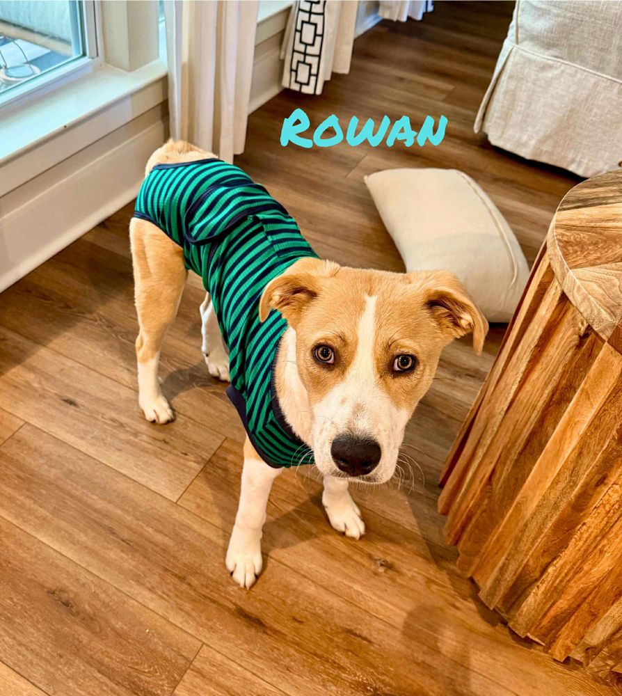 Rowan is a Young Australian Shepherd mix described as: Affectionate, Playful, Friendly and Athletic