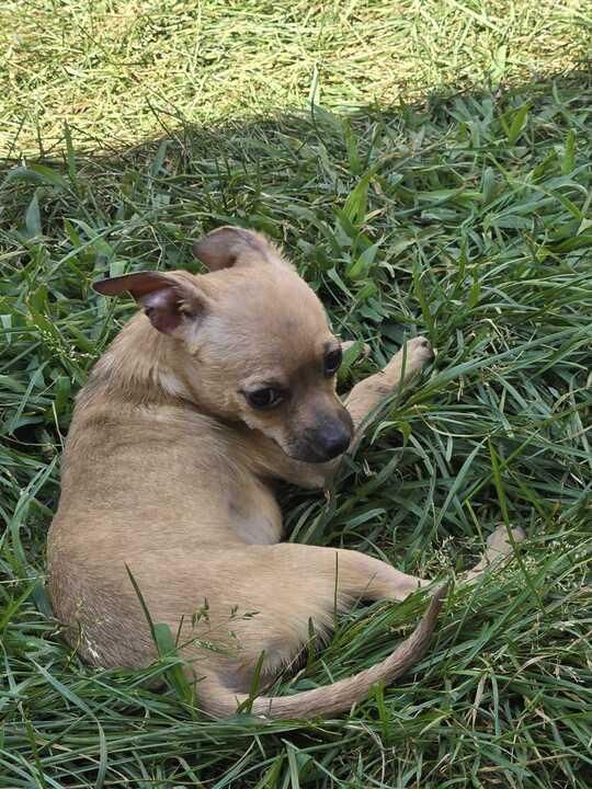 Rue is a Baby Chihuahua 