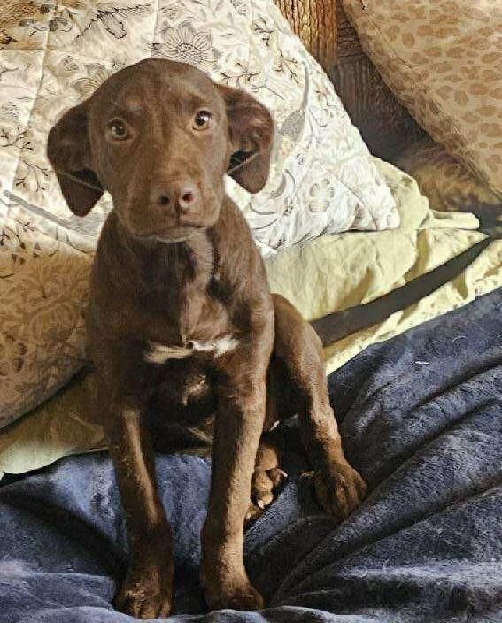 Hannah is a Baby Mixed Breed 