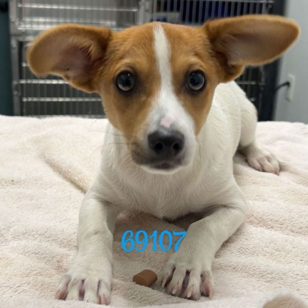 Radar is a Young Terrier mix