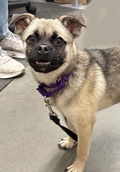 Zulu is a Adult Pug mix