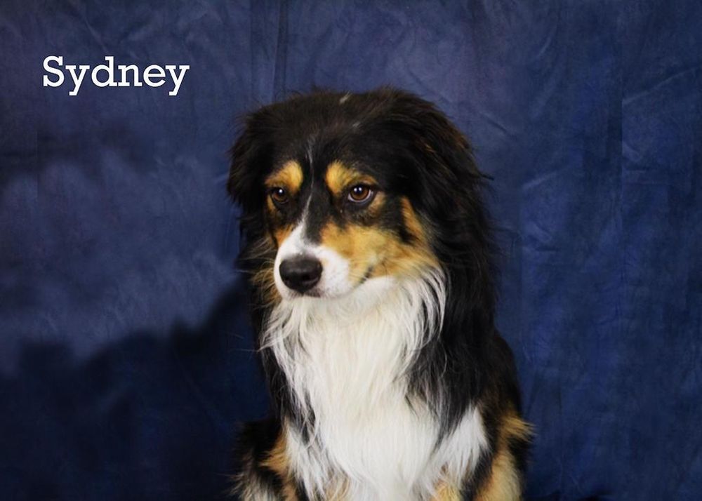 Sydney is a Young Australian Shepherd 