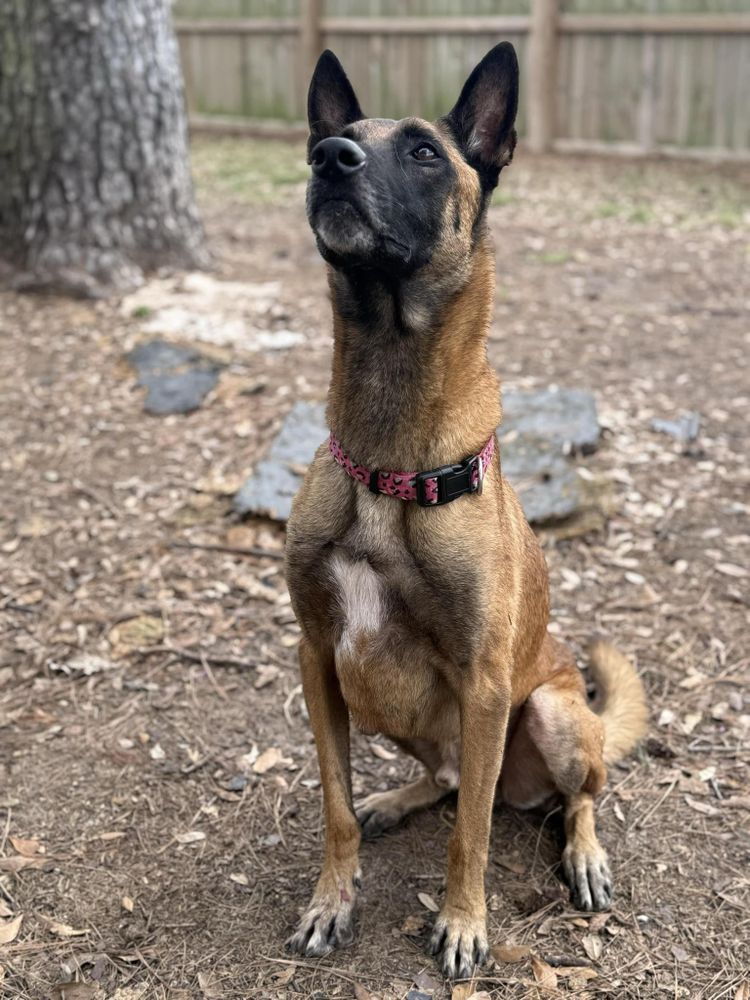Panda is a Adult Belgian Shepherd / Malinois  described as: Friendly, Gentle, Loyal, Playful, Smart, Couch, Loves, Independent and Quiet