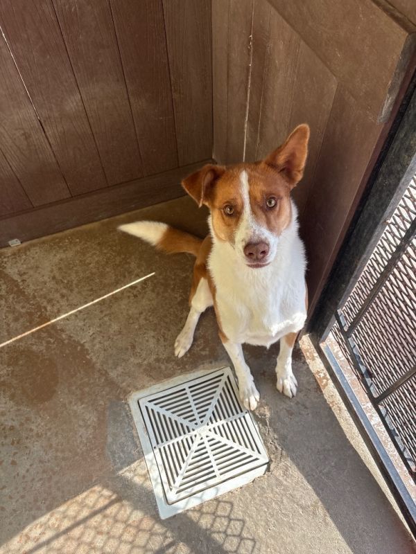 Dublin is a Young Australian Shepherd 