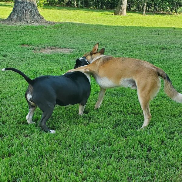 Halo and Rico is a Adult Boston Terrier mix