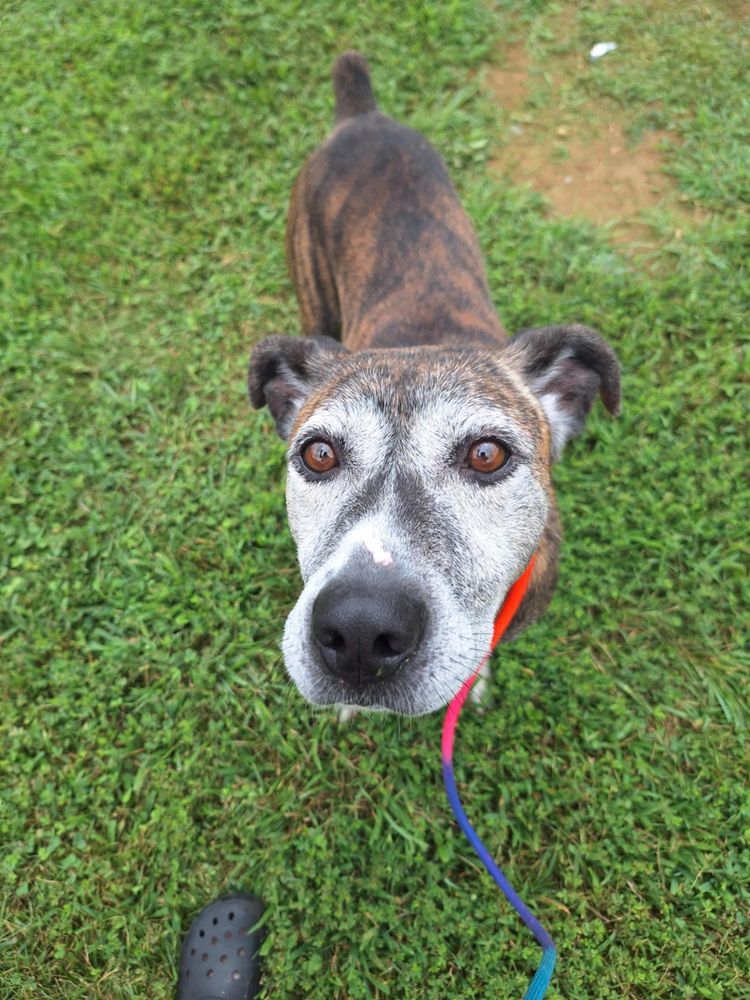 Crackers is a Senior Mixed Breed  described as: Couch, Dignified, Friendly, Gentle, Independent, Loyal, Quiet, Smart and Couch Potato