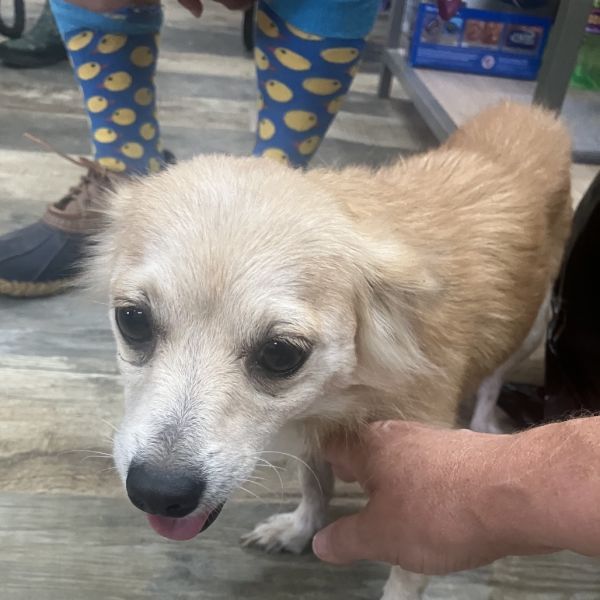 Julie is a Adult Chihuahua  described as: Potty Trained, Cuddle Bug, Crate Trained and Low energy