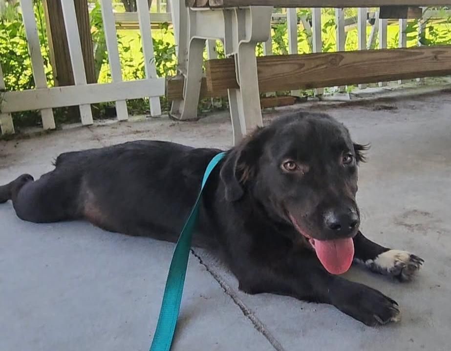 Fred is a Adult Basset Hound mix described as: Affectionate, Curious, Funny, Playful and Smart
