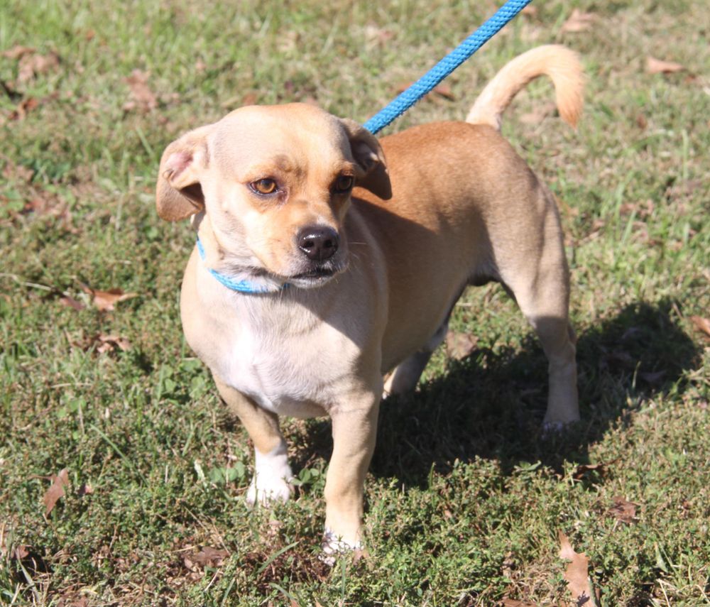 Hook is a Adult Terrier mix