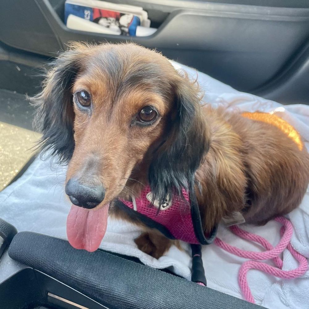 Sunshine is a Adult Dachshund (Long Haired) 