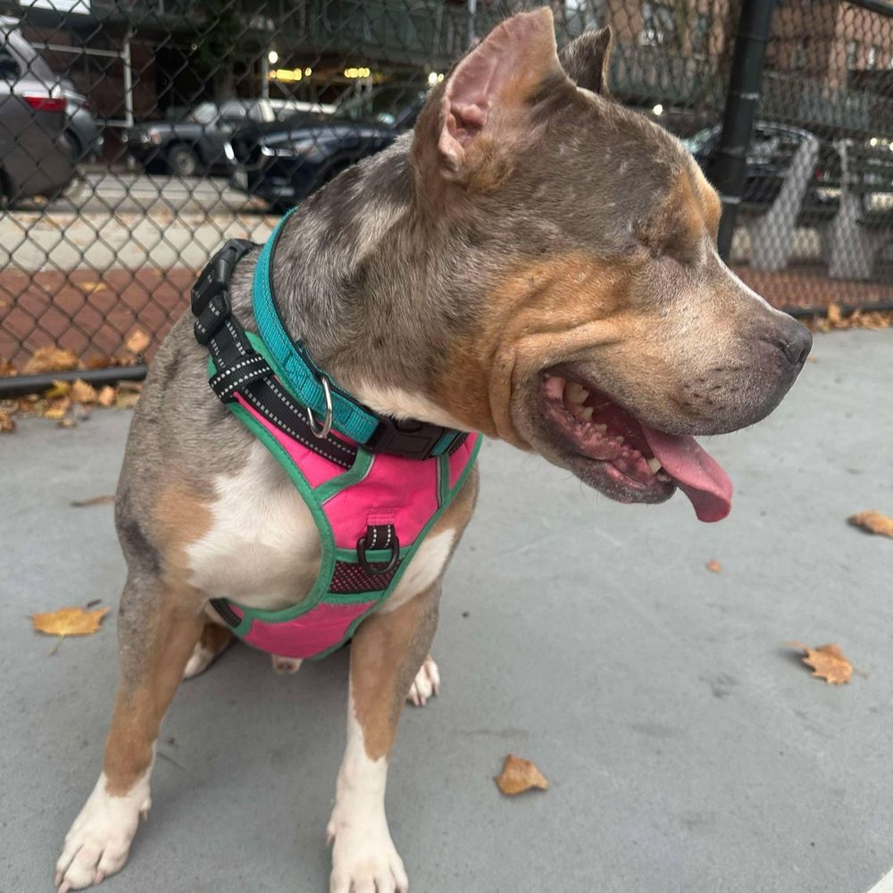 One-eyed Oddie is a Adult Pit Bull Terrier  described as: Affectionate, Funny, Quiet, Smart, Gentle, Athletic, Couch, Curious, Playful, Loyal, Independent, Loves and Friendly