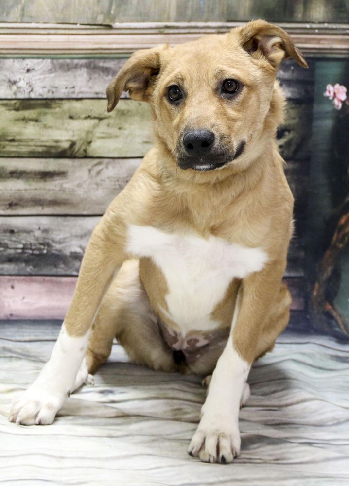Dazzler is a Baby Yellow Labrador Retriever mix described as: Affectionate, Athletic, Friendly, Playful and Loves Tummy Rubs