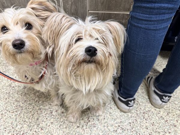 Mr. Star is a Young Skye Terrier mix